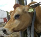 Image of Jersey cow, with tagsaver removing tag #112