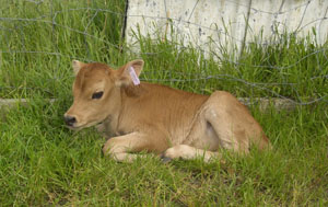 image of seated calf
