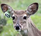 Image of deer with ear tag 409