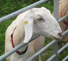 Image of goat with button ear tag