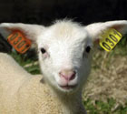 Image of lamb with ear tag 0301